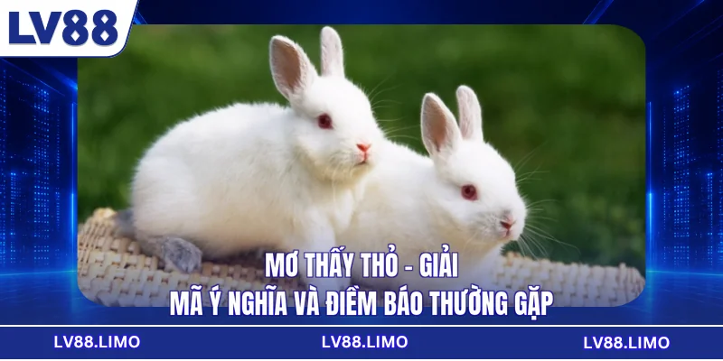 Mơ Thấy Thỏ - Giải Mã Ý Nghĩa Và Điềm Báo Thường Gặp